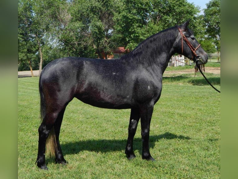 Other Breeds Mix Mare 5 years 14,1 hh Gray in Saint hilaire la treille