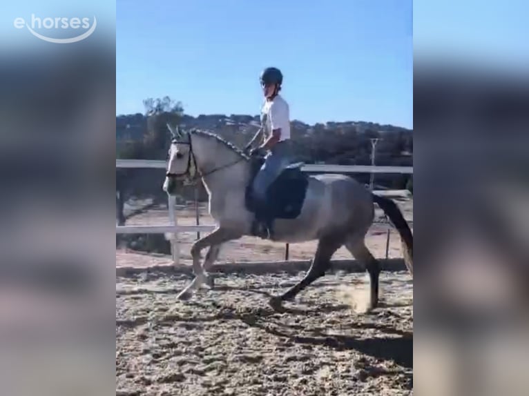 Other Breeds Mare 5 years 14.1 hh Grey in Coin