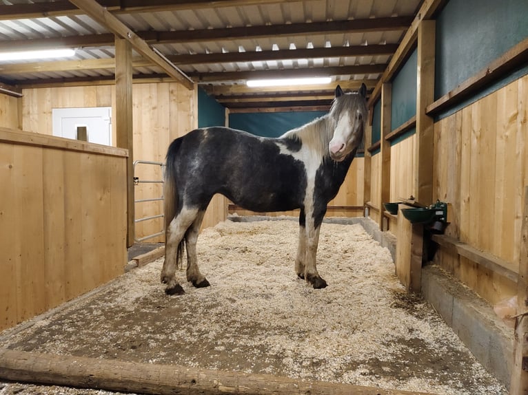 Other Breeds Mix Mare 5 years 14,1 hh Pinto in Fohnsdorf