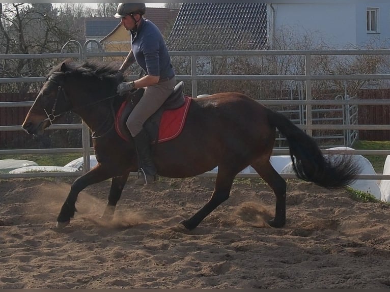 Other Breeds Mare 5 years 14.2 hh Bay-Dark in Rudersdorf