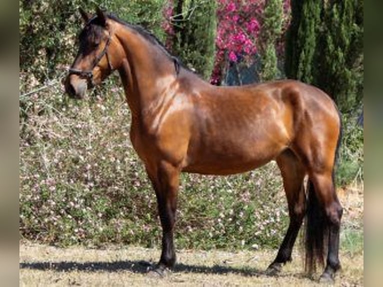 Other Breeds Mix Mare 5 years 14,2 hh Bay in ALICANTE