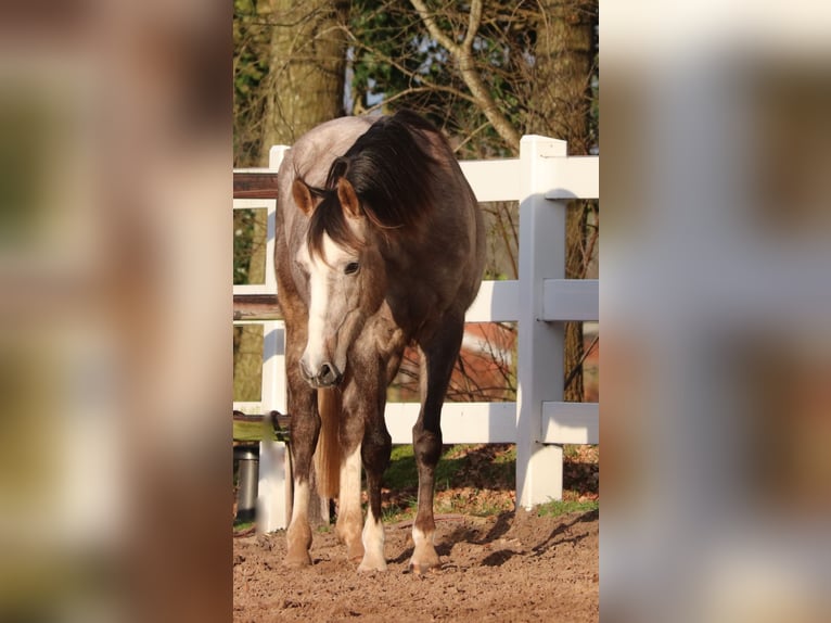 Other Breeds Mix Mare 5 years 14,2 hh Brown Falb mold in Oberhausen