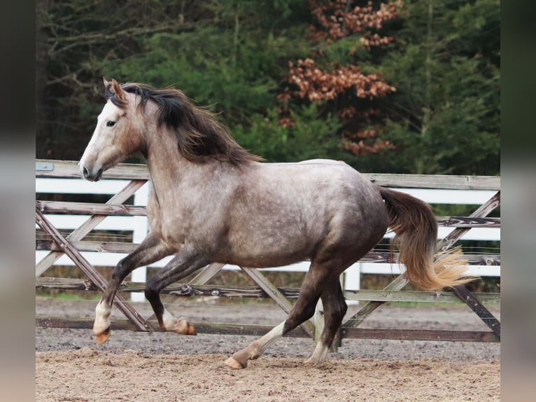 Other Breeds Mix Mare 5 years 14,2 hh Brown Falb mold in Oberhausen