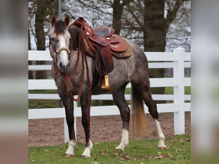 Other Breeds Mix Mare 5 years 14,2 hh Brown Falb mold in Oberhausen