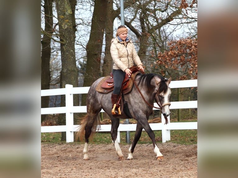 Other Breeds Mix Mare 5 years 14,2 hh Brown Falb mold in Oberhausen