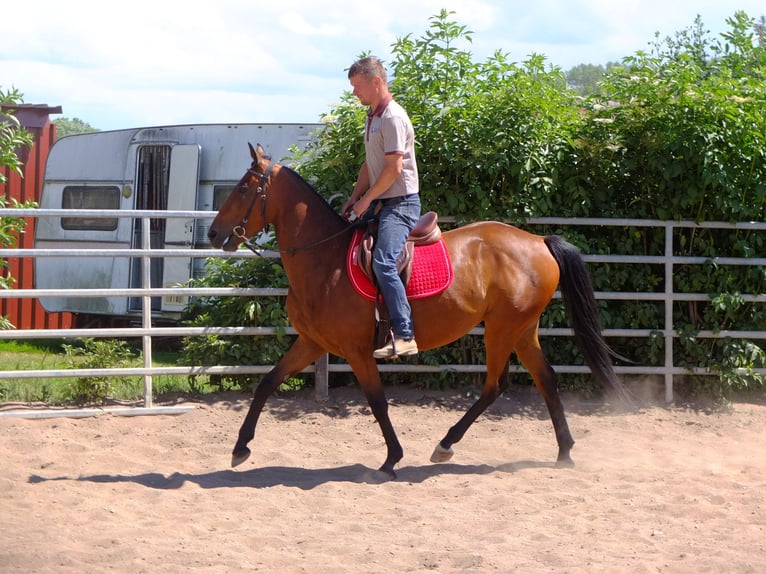 Other Breeds Mare 5 years 14,2 hh Brown in Buttstädt