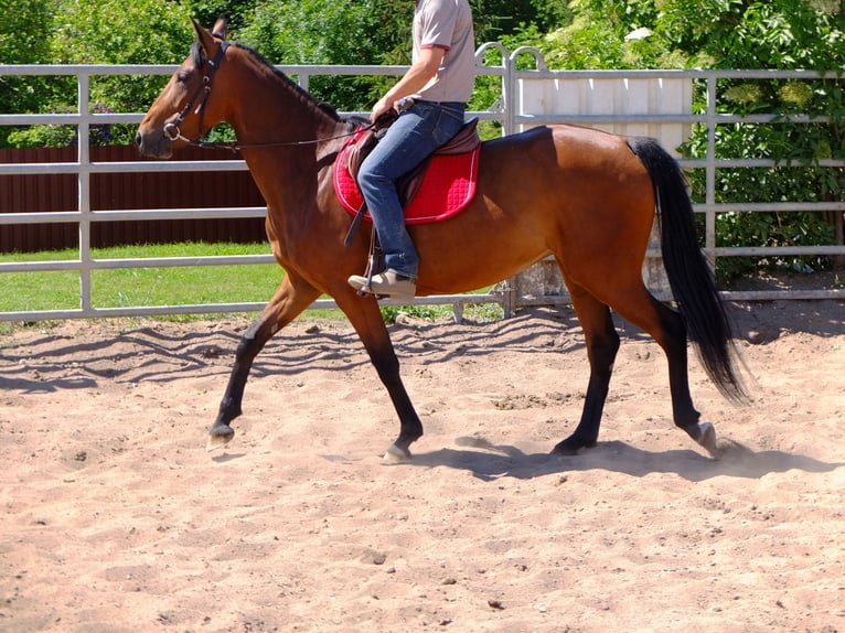 Other Breeds Mare 5 years 14,2 hh Brown in Buttstädt