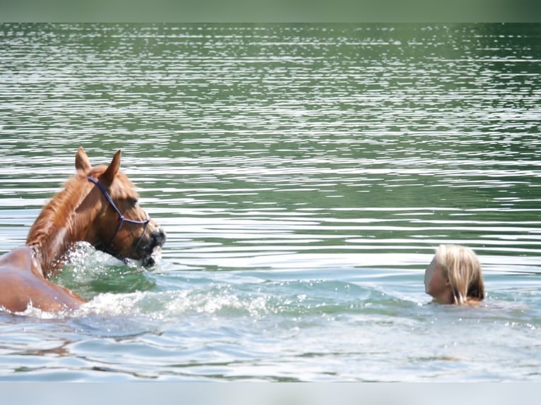 Other Breeds Mix Mare 5 years 14,2 hh Chestnut-Red in Bienenbüttel