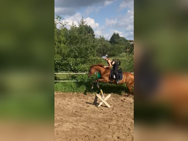 Other Breeds Mix Mare 5 years 14,2 hh Chestnut-Red in Bienenbüttel