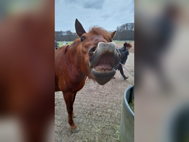 Other Breeds Mix Mare 5 years 14,2 hh Chestnut-Red in Bienenbüttel