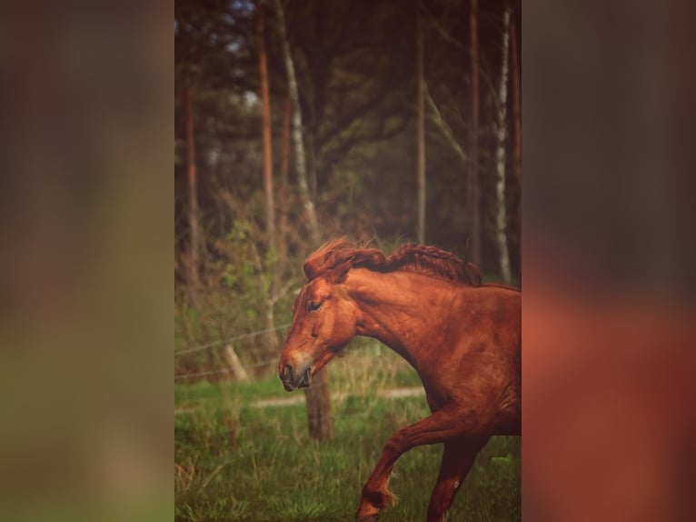 Other Breeds Mix Mare 5 years 14,2 hh Chestnut-Red in Bienenbüttel