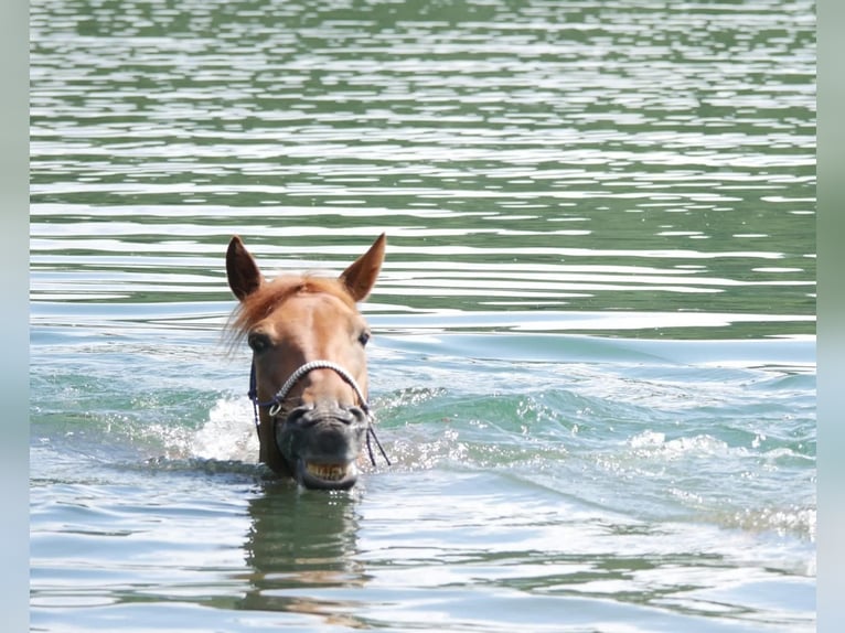 Other Breeds Mix Mare 5 years 14,2 hh Chestnut-Red in Bienenbüttel