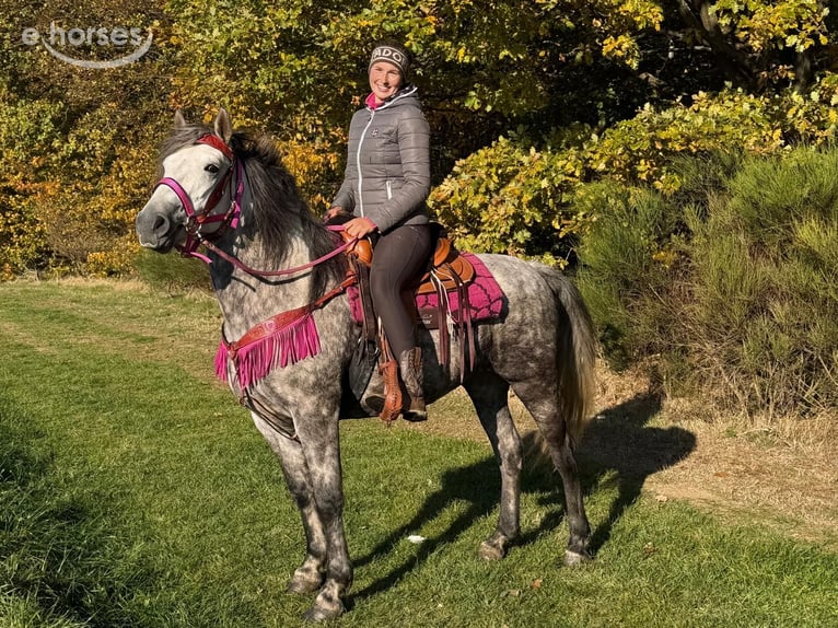 Other Breeds Mare 5 years 14.2 hh Grey-Dapple in Linkenbach