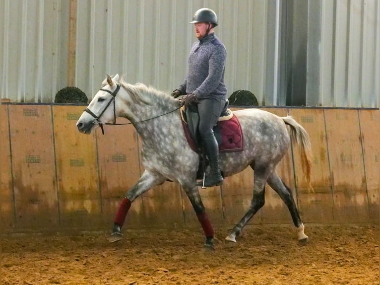 Other Breeds Mare 5 years 14,3 hh Gray-Dapple in Neustadt (Wied)