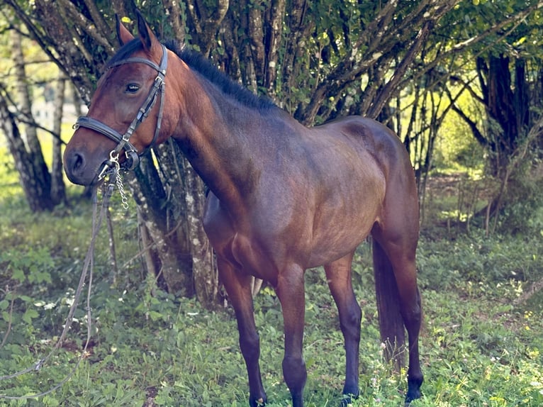 Other Breeds Mix Mare 5 years 14,1 hh Bay in Skofljica