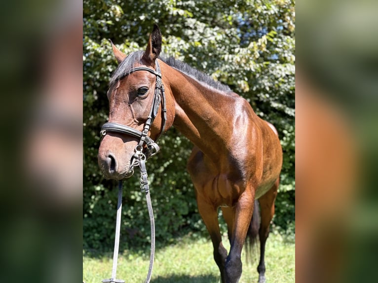 Other Breeds Mix Mare 5 years 14,1 hh Bay in Skofljica
