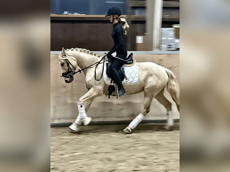 Other Breeds Mare 5 years 14,1 hh Palomino in Bruchköbel