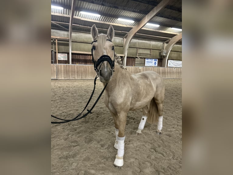 Other Breeds Mare 5 years 14,1 hh Palomino in Bruchköbel