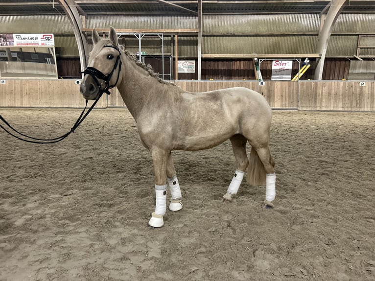Other Breeds Mare 5 years 14,1 hh Palomino in Bruchköbel