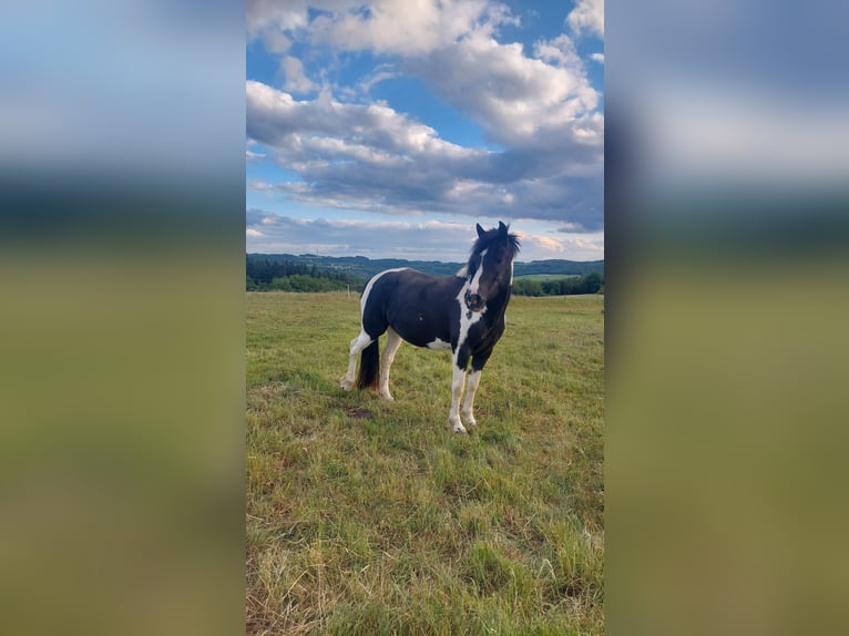 Other Breeds Mare 5 years 14,1 hh Pinto in Herrstein