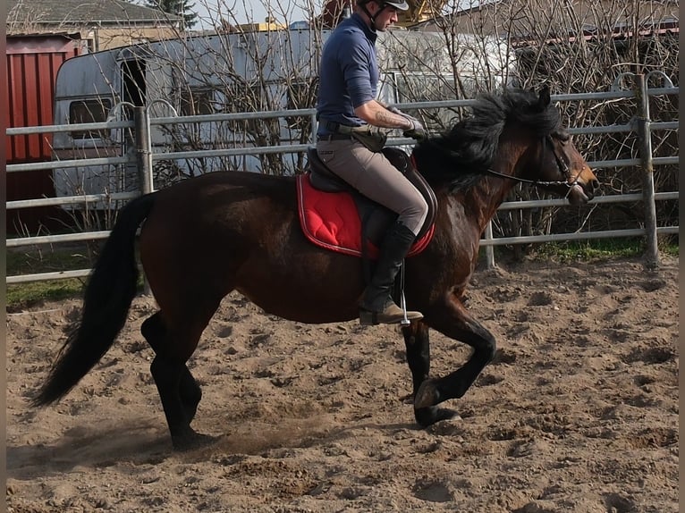 Other Breeds Mare 5 years 14,2 hh Bay-Dark in Buttstädt