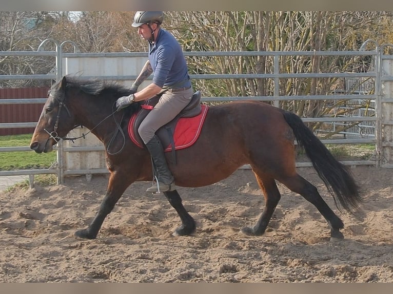 Other Breeds Mare 5 years 14,2 hh Bay-Dark in Rudersdorf