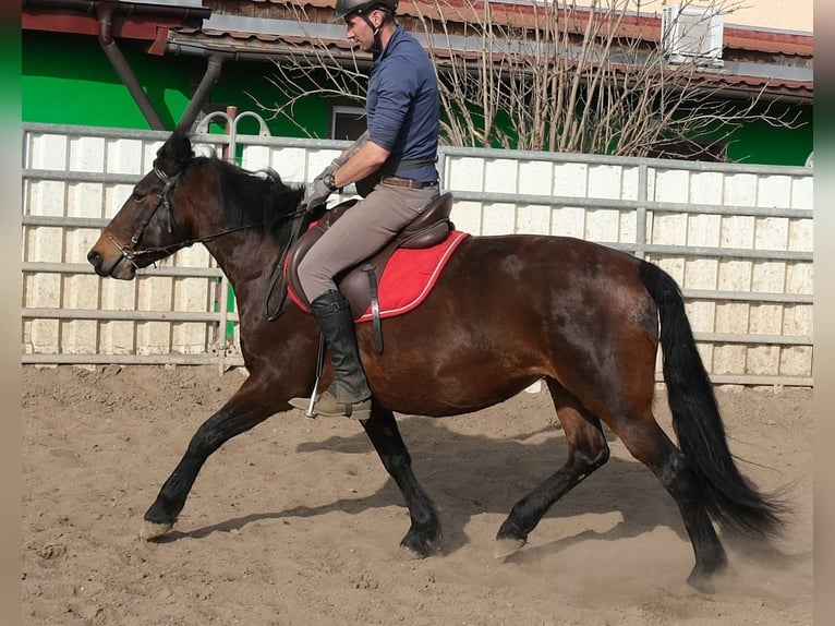 Other Breeds Mare 5 years 14,2 hh Bay-Dark in Rudersdorf