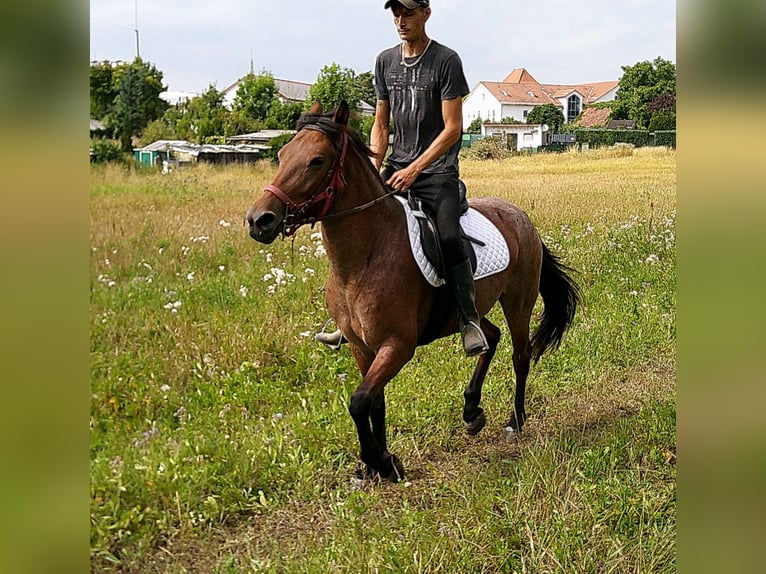 Other Breeds Mare 5 years 14,2 hh Brown Falb mold in Buttst&#xE4;dt