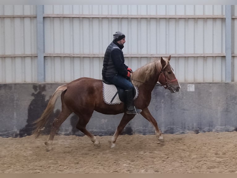 Other Breeds Mare 5 years 14,3 hh Chestnut-Red in Buttst&#xE4;dt