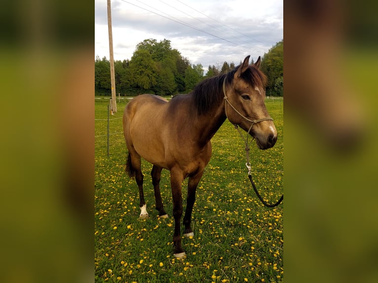 Other Breeds Mix Mare 5 years 14,3 hh Dun in Neukirchen an der Enknach
