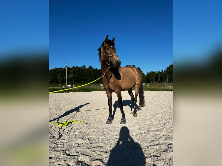 Other Breeds Mix Mare 5 years 14,3 hh Dun in Neukirchen an der Enknach