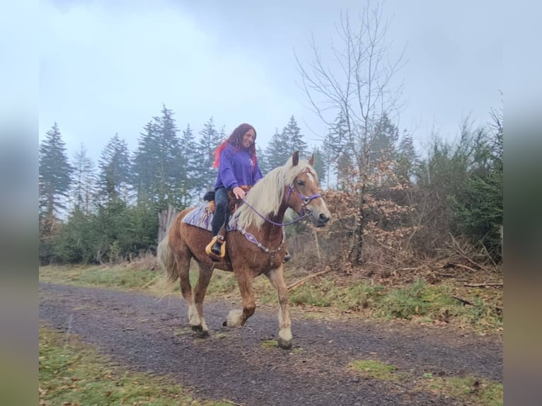 Other Breeds Mare 5 years 15.1 hh Chestnut-Red in Linkenbach