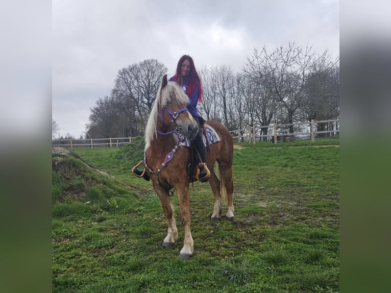 Other Breeds Mare 5 years 15.1 hh Chestnut-Red in Linkenbach