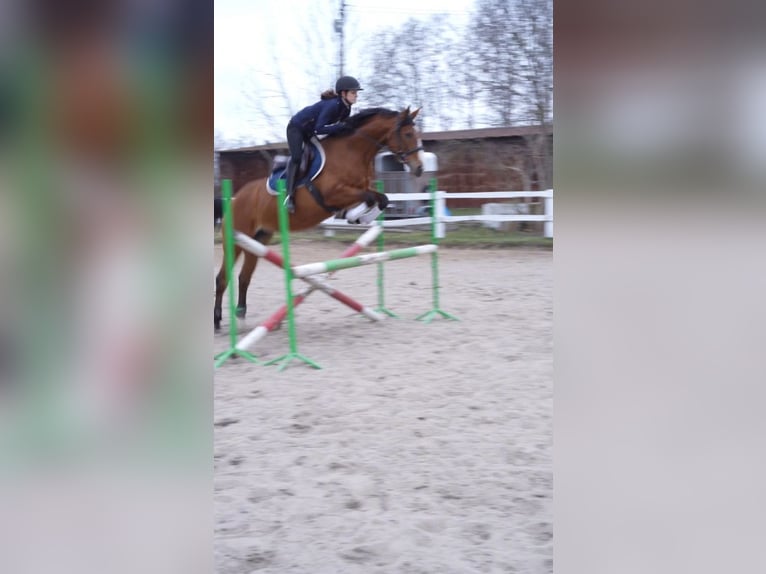 Other Breeds Mare 5 years 15.2 hh Brown in Grzmiąca