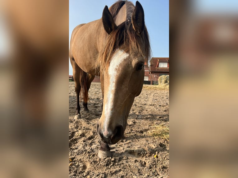 Other Breeds Mare 5 years 15,2 hh Buckskin in Ovelgönne