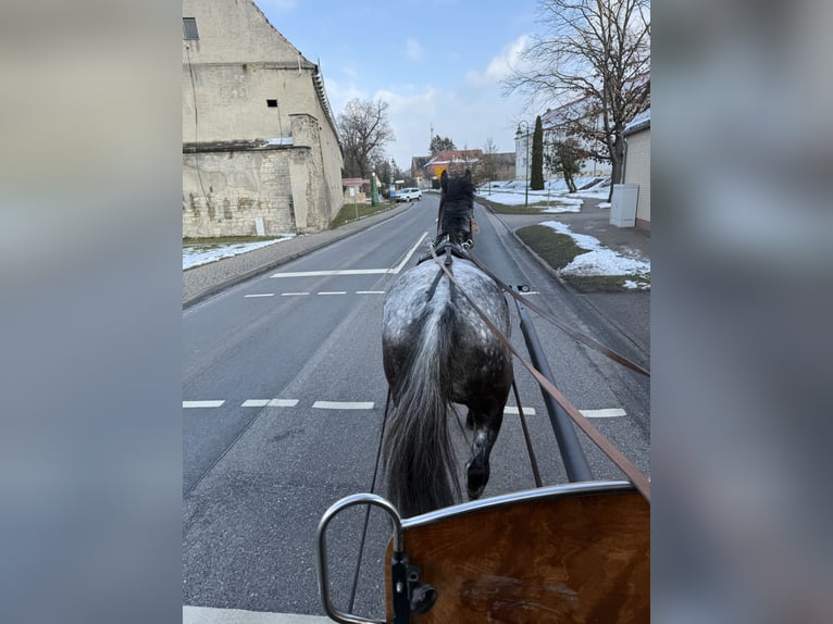 Other Breeds Mare 5 years 15,2 hh Gray-Blue-Tan in Gleina