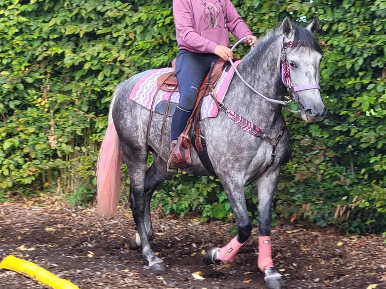 Other Breeds Mare 5 years 15,2 hh Gray-Dapple in Linkenbach