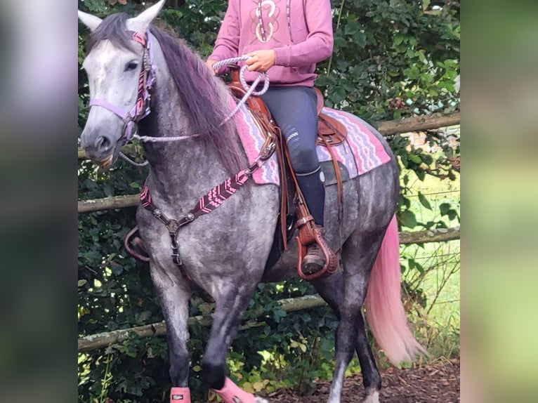 Other Breeds Mare 5 years 15,2 hh Gray-Dapple in Linkenbach
