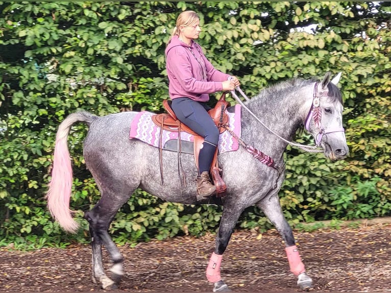 Other Breeds Mare 5 years 15,2 hh Gray-Dapple in Linkenbach