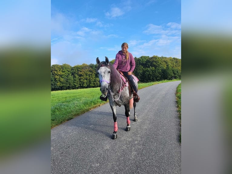 Other Breeds Mare 5 years 15,2 hh Gray-Dapple in Linkenbach