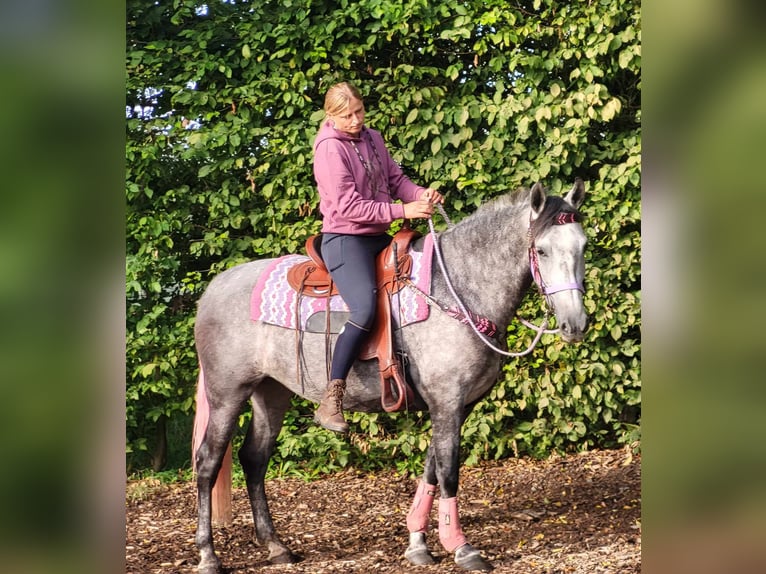 Other Breeds Mare 5 years 15,2 hh Gray-Dapple in Linkenbach