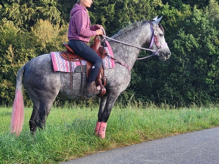 Other Breeds Mare 5 years 15,2 hh Gray-Dapple in Linkenbach