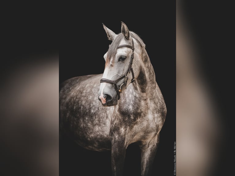 Other Breeds Mare 5 years 15.2 hh Grey in MANCIET