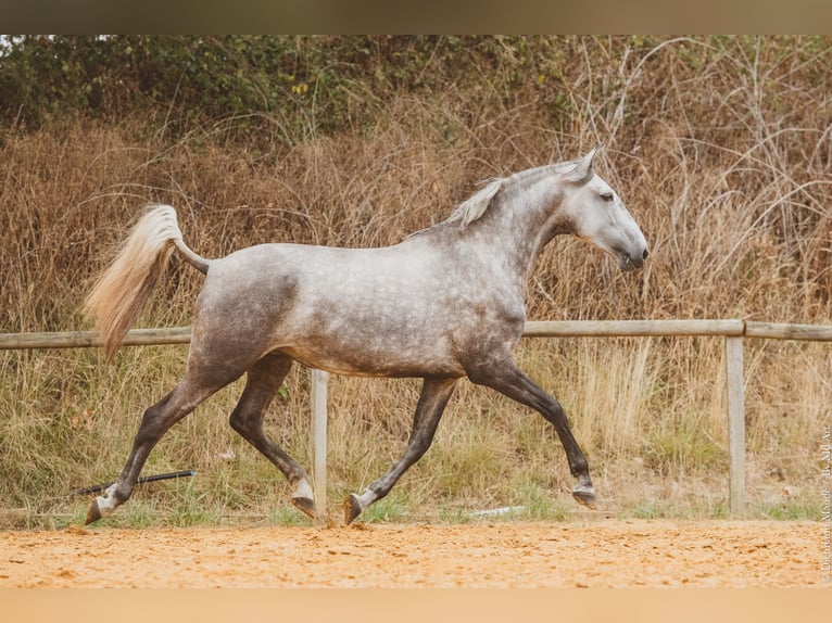 Other Breeds Mare 5 years 15.2 hh Grey in MANCIET