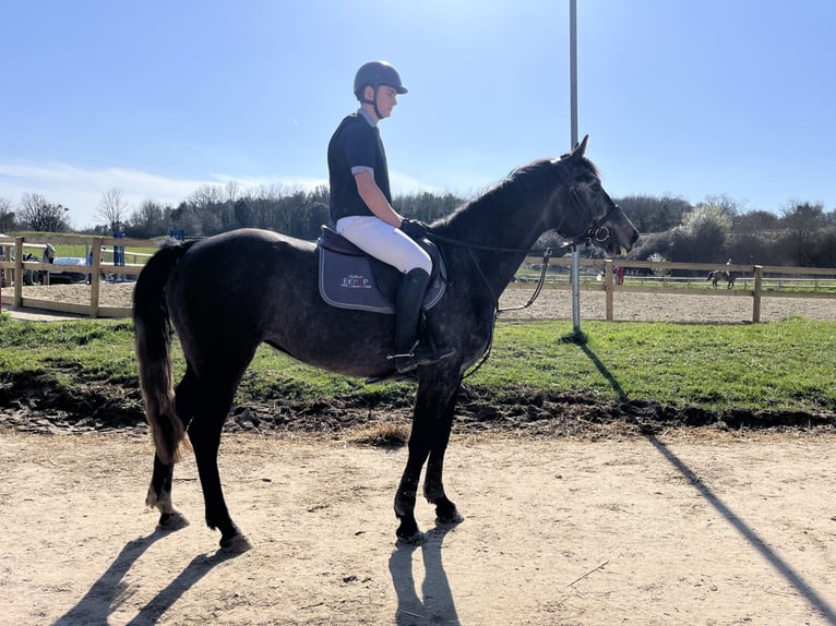 Other Breeds Mare 5 years 15.2 hh Grey in Etauliers