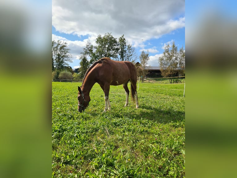 Other Breeds Mare 5 years 15,2 hh Sabino in Aletshausen