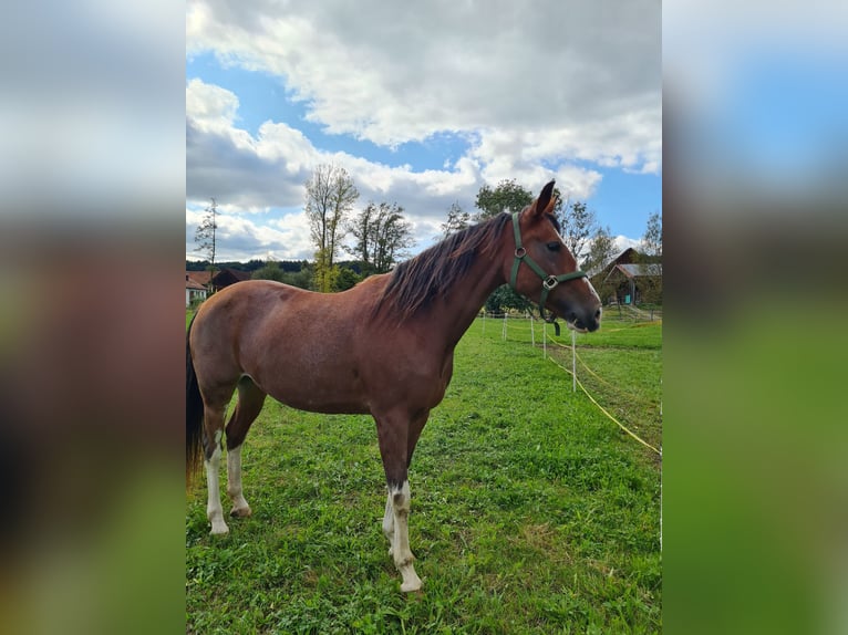 Other Breeds Mare 5 years 15,2 hh Sabino in Aletshausen