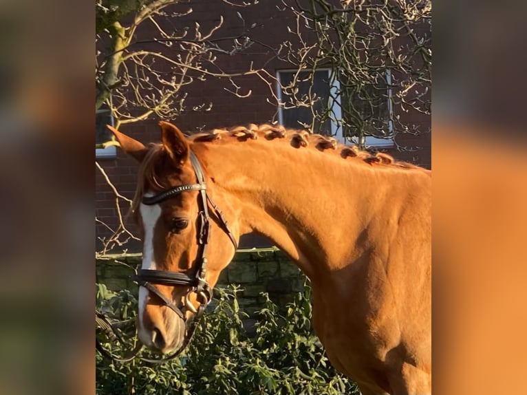 Other Breeds Mare 5 years 15,3 hh Chestnut-Red in Hopsten