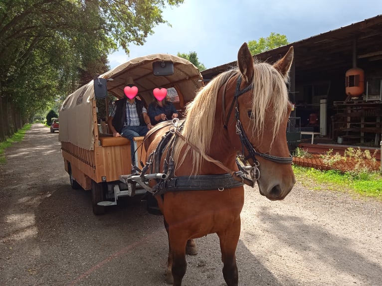 Other Breeds Mix Mare 5 years 15 hh Chestnut-Red in Meterik