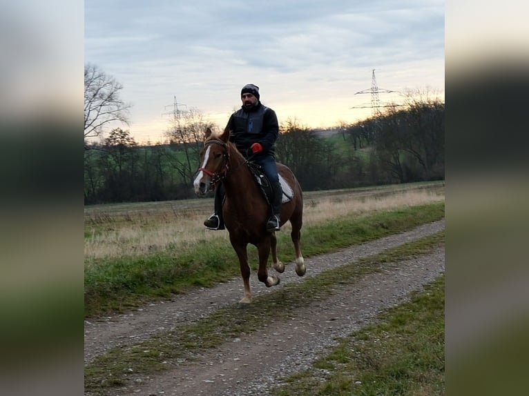 Other Breeds Mare 5 years 15 hh Chestnut-Red in Buttstädt